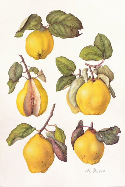 Quinces by Margaret Ann Eden